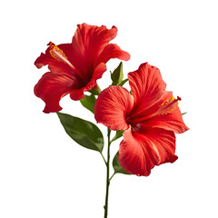 Fototapeta premium hibiscus flower isolated on white