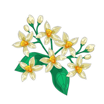 Yellow Blooming Flowers &ndash; Vector Illustration of Floral Nature Design