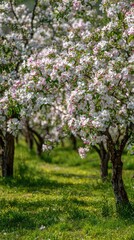 Fototapeta premium Blooming apple trees in a row, green grass below, spring landscape
