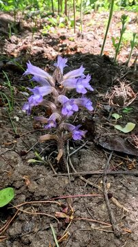 Broomrape Orobanche caesia - parasitic plant with blue flowers, parasitizing tomatoes in the garden