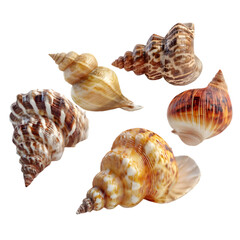 Obraz premium Seashells Collection: An assortment of intricately patterned seashells from the ocean's depths, each with its own unique texture, form, and story to tell.