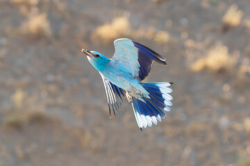 European roller - Coracias garrulus in mid-flight with wings fully spread, captured against a soft, blurred natural background. Photo from Dobrudja in Bulgaria.
