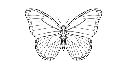 Detailed Line Drawing of a Monarch Butterfly with Intricate Wing Patterns.