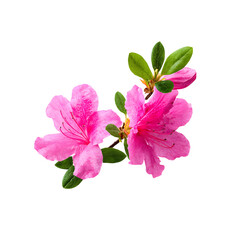 Fototapeta premium Pink azalea flowers with green leaves isolated on black background studio shot