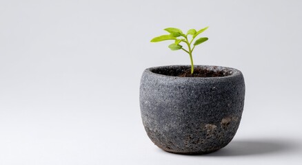 Small sprout in a gray pot (1)