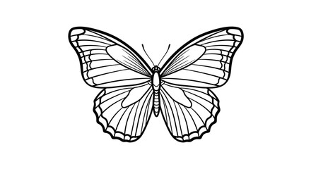 Elegant black and white line art illustration of a symmetrical butterfly with detailed, open wings.