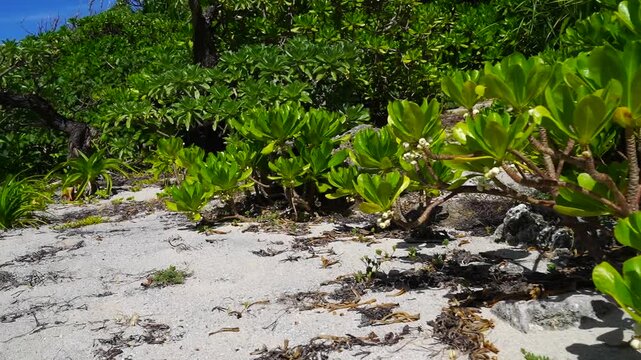 南国沖縄の紺碧の空と亜熱帯植物