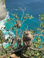 From the branch to the horizon, the ocean makes every squirrel wonder