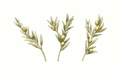 Watercolor Olive Botanical Set Hand Drawn 3 Collection of Leaves, Branches, and Fruits