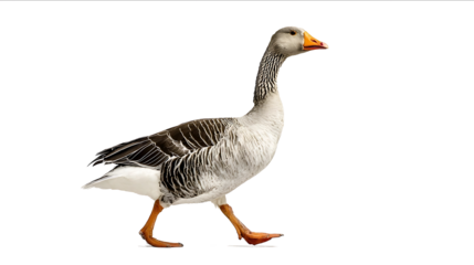 Photo of a grey tropic goose standing on two legs and looking to the side on an isolated white background