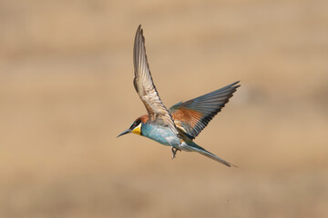 European bee-eater - Merops apiaster in flight with spanned wings and tail at golden-brown...