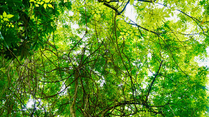 Scenic view of green leaves canopy against the blue sky. Natural forest shade with vibrant foliage...