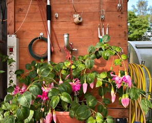Garden Tools And Fuchsia Flowers On Wooden Shed Wall