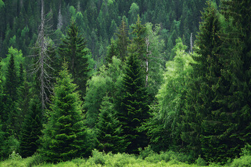 Fototapeta premium forest in the morning