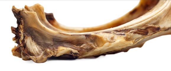Photograph of a dried meat bone on a white background closeup view with copy space for text This image was the winner of a stock photo contest and is availabl
