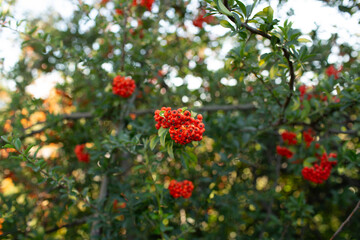 Vibrant bunch of red berries in focus with blurred natural greenery background, botanical close-up.