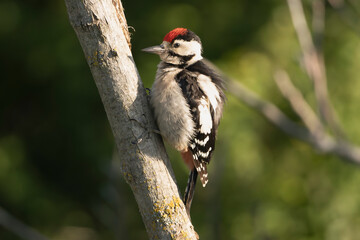 Great Spotted Woodpecker (Dendrocopos major) clinging to the side of a dead, weathered tree trunk at dark green background. Photo from Dobrudja in Bulgaria.