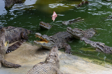 The crocodile swimming on the river near canal