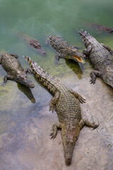The salt crocodile on the river near canal