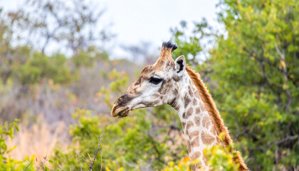 Profile Portrait of a Majestic Giraffe in a Lush African Bush