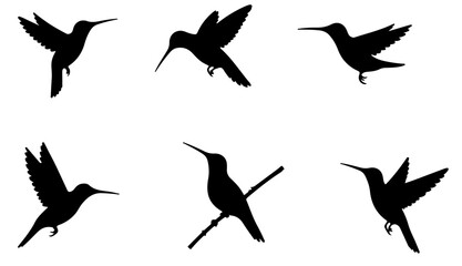 Obraz premium Humingbird silhouette set sitting, flying and hunting bird outline in different poses