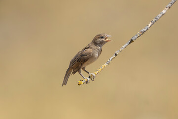 House Sparrow - Passer domesticus juvenile perched on a thin branch, with its beak open as if singing or calling. Photo from Dobruja in Bulgaria.