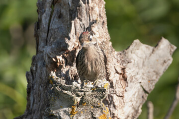 Lesser spotted woodpecker - Dryobates minor 
perched on the broken trunk of a tree in natural...