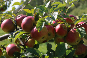 Fresh Red Apples on Tree Branch in Sunlight Orchard