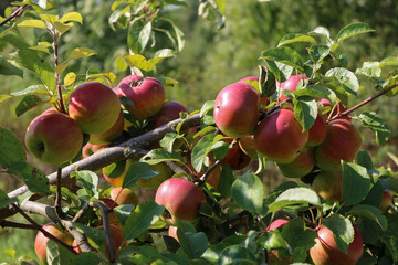 Fresh Red Apples on Tree Branch in Sunlight Orchard