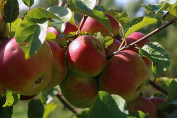 Fresh Red Apples on Tree Branch in Sunlight Orchard