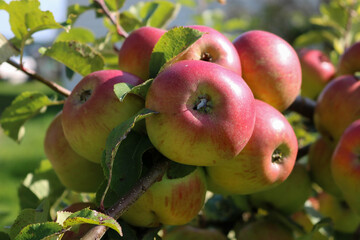 Fresh Red Apples on Tree Branch in Sunlight Orchard