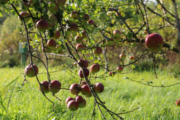 Fresh Red Apples on Tree Branch in Sunlight Orchard