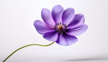 Obraz premium a single purple flower with a visible stem on a white background