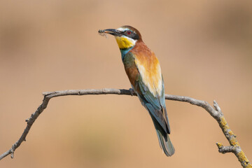 European Bee-eater - Merops apiaster perched on thin, leafless branch against soft, out-of-focus background of golden-brown tones with insect in beak. Photo from Dobruja in Bulgaria.