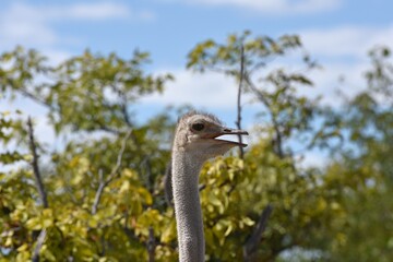 Afrikanischer Strau&szlig; (Struthio camelus) im Etoscha Nationalpark
