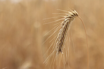 Rye ears close-up. Agricultural concept. Rye with selective focus. Harvesting concept. Field of...