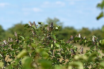 Blutschnabelweber (quelea quelea) im Etoscha Nationalpark