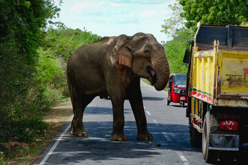 A wild elephant standing in the middle of a paved road blocking traffic as vehicles wait.