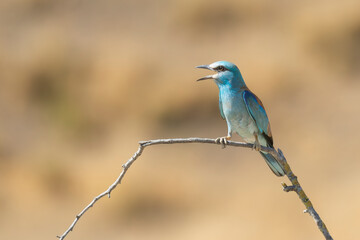 European Roller - Coracias garrulus perched on a bare branch against a soft beige background, wit open  beak. Photo from Dobruja in Bulgaria. Copy space on left side.	
