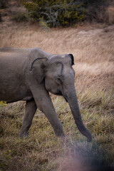 A mother elephant walking across a grassy field in the wild.