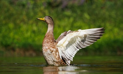 Duck with Spread Wings in Nature