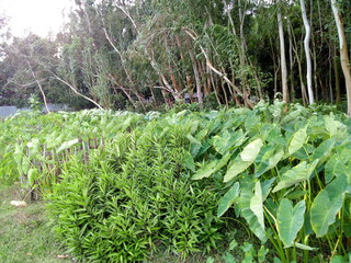Lush green vegetation with trees in a natural forest landscape view