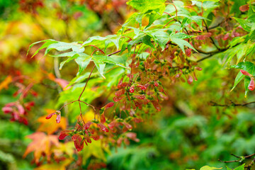 Beautiful red maple leaves in rainy autumn park