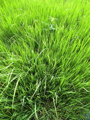 Closeup of vibrant green grass blades creating a natural, textured background