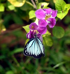 butterfly Pareronia hippia on a flower