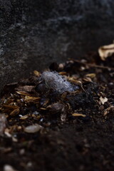 A tangled wisp of spider silk rests on a bed of dark, earthy debris, a macro shot capturing the intricate beauty and delicate details of nature's overlooked textures.