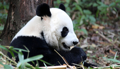 Fototapeta premium A giant panda bear sits in a lush forest, contentedly eating bamboo.