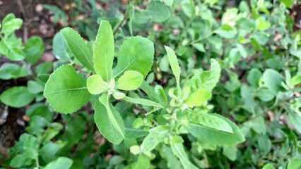 Fresh Indian Camphorweed Foliage – Close-Up of Traditional Herbal Plant Pluchea Indica for Natural Wellness and Botanical Concepts	
