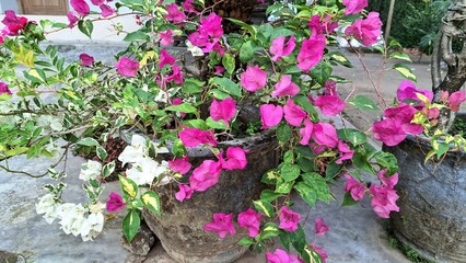 White and Pink Variegated Bougainvillea Glabra Flowers Blooming in Sunlight – Tropical Paper Plant Close-up Outdoors