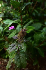 A dark and moody close-up of a purple holy basil flower stalk, capturing the unique, mystical beauty and organic essence of this revered herbal plant.
